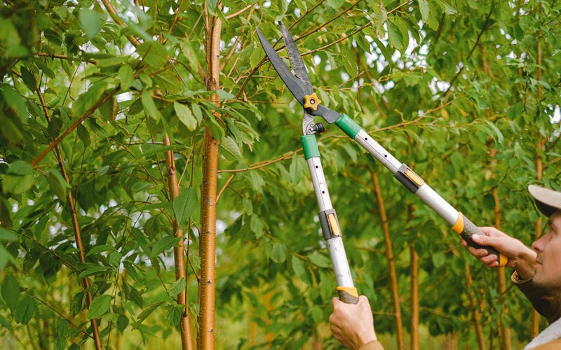 Tree trimming in Malone, WA